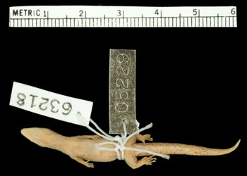 Media type: image;   Herpetology R-63218